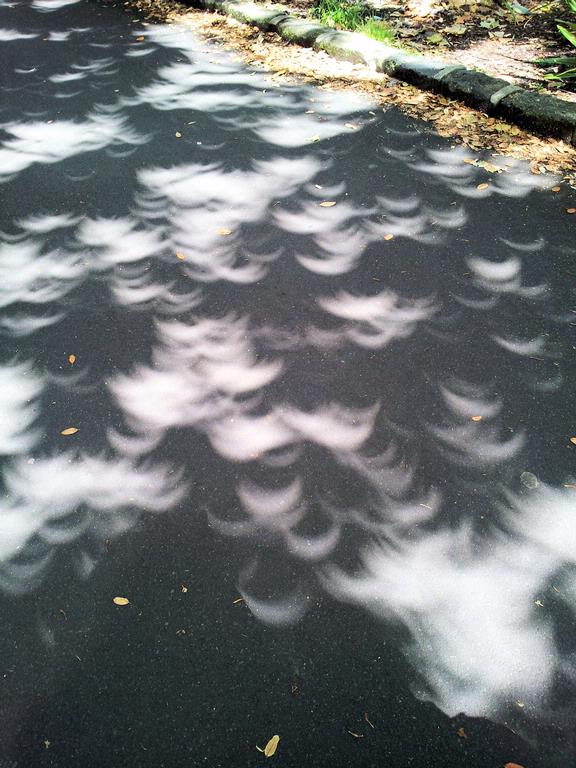 Madila Awalini;the Unusual Shadow;Shadow of the trees on the ground during Solar Eclipse on Wednesday 14th Nov, 2012